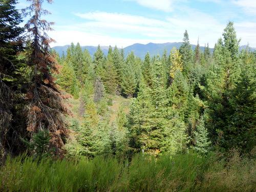 A rare glimpse of the Swan Mountain Range to our east.